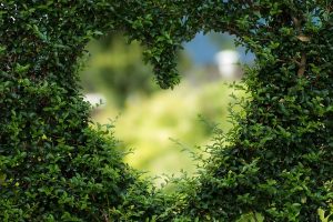 Heart shape in a bush