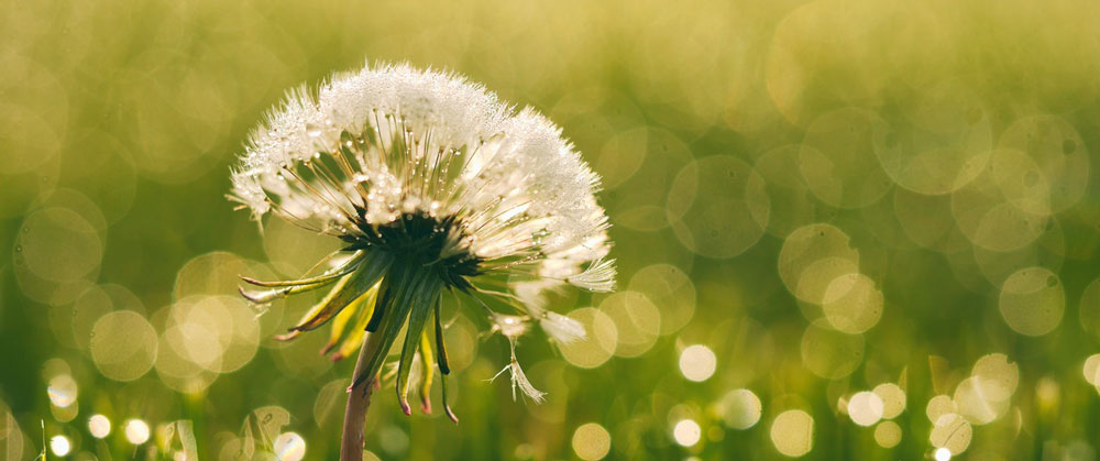 Dandelion