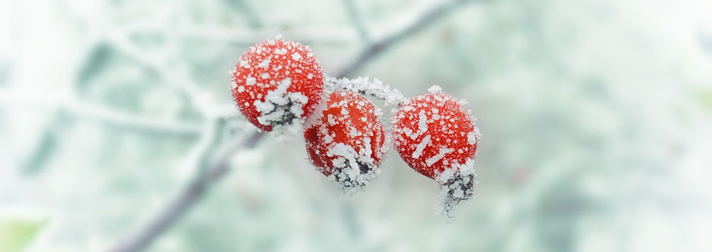Frozen Berries on the vine
