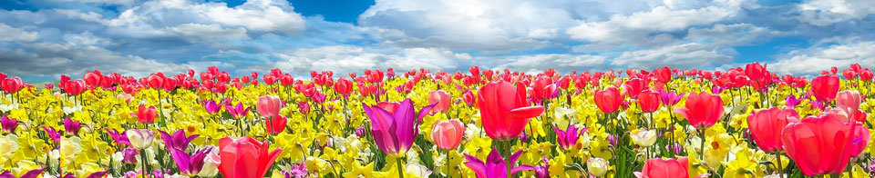 Landscape of spring flowers